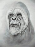 (image for) Yeti